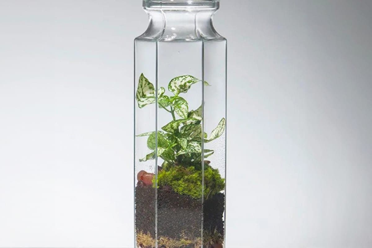 PLANTHARIUMS: taller de jardines en miniatura